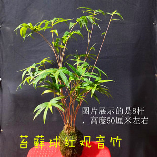 正品 长青称鸿运竹 日本红竹红观音竹朱竹紫寒竹室好养绿植盆栽四季