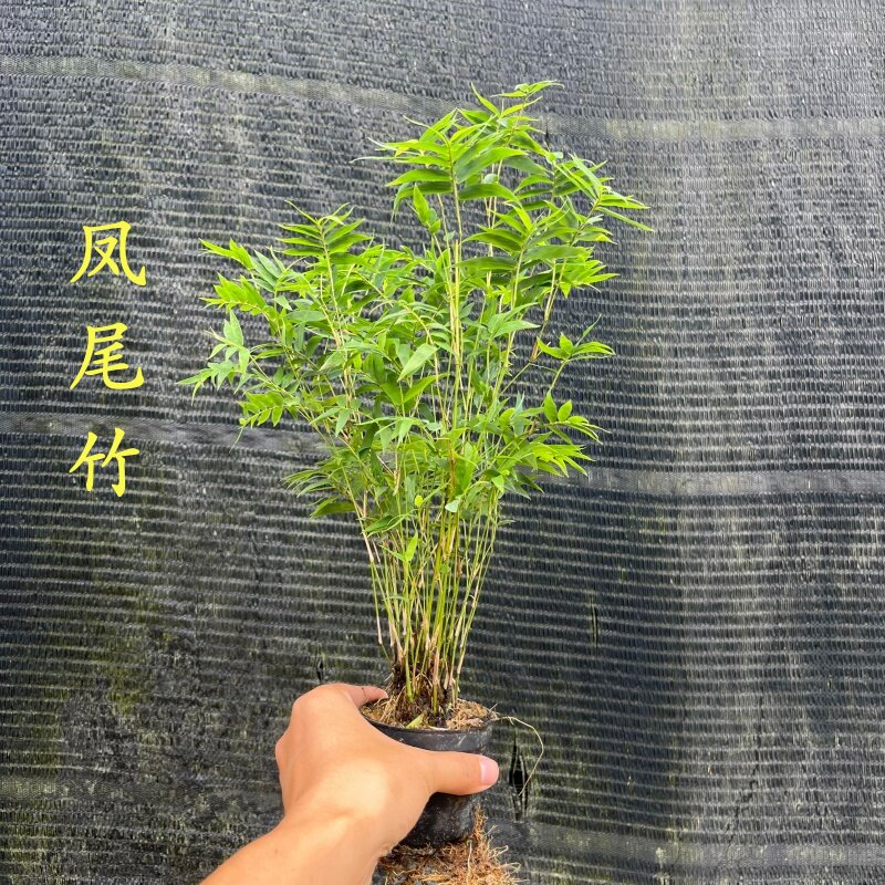 精品苔藓球凤尾竹米竹红观音竹四国矮竹小盆栽水培造景室内好养