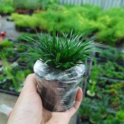 金钱菖蒲草盆栽附石水培植物