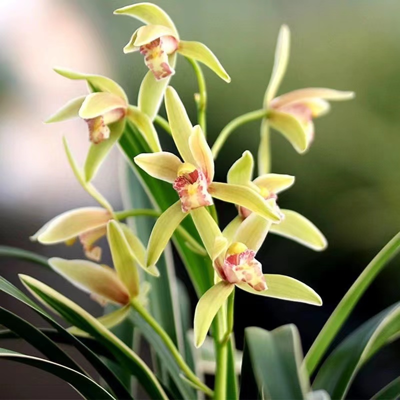 建兰四季兰金边大果冠兰花苗名贵叶艺室内好养带花苞浓香型花卉