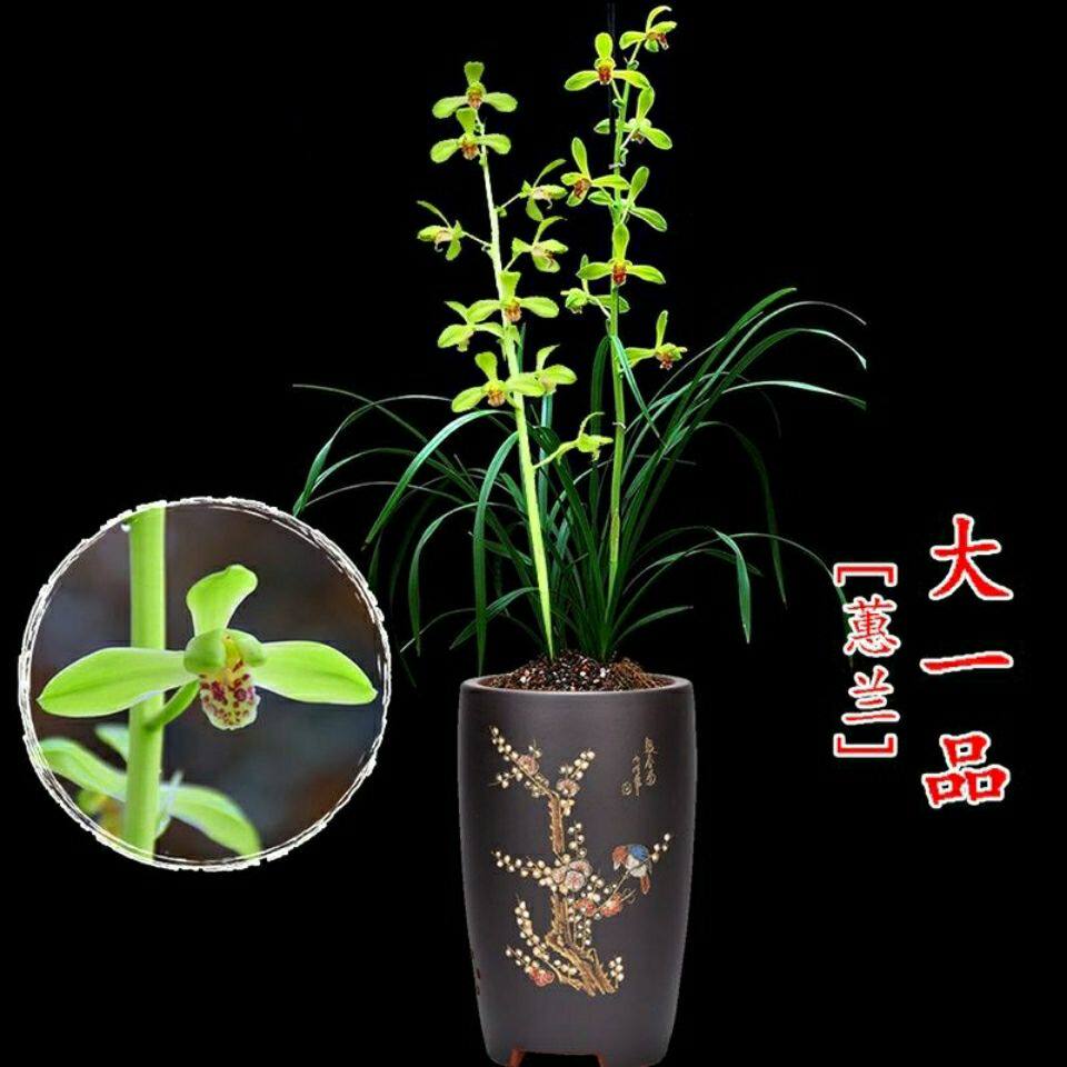 蕙兰老八种 大一品 郑孝荷 金奥素 带花苞浓香兰花苗室内绿植盆栽