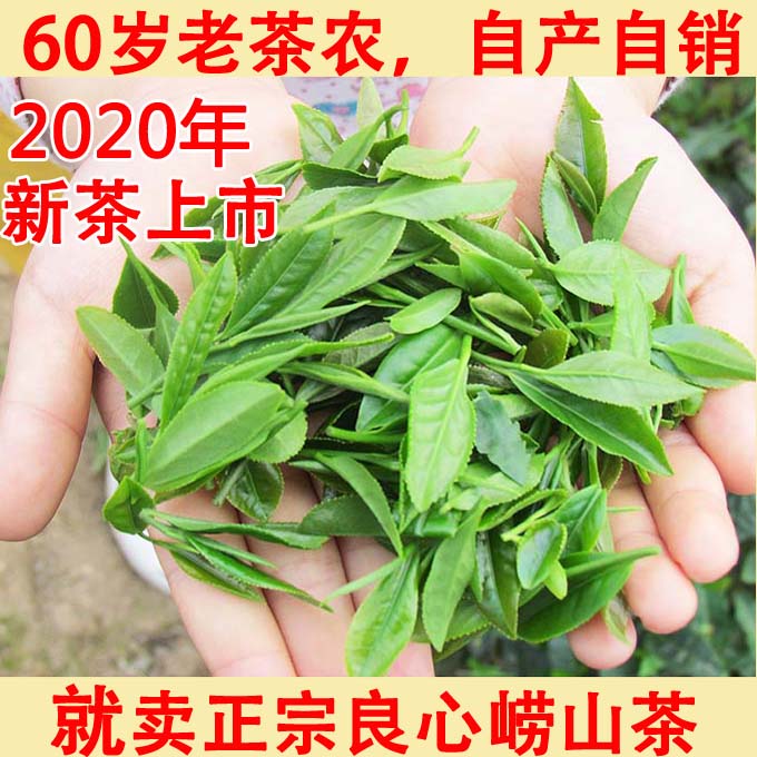 崂山绿茶2020年新茶春茶雨前手工炒制崂山茶崂茶农一斤青岛特产