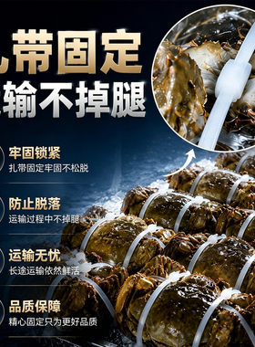 螃蟹专用自锁式尼龙高强度扎带扎线固定塑料捆扎带卡扣理线白色