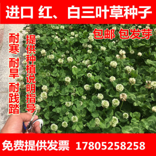 白三叶草种子红三叶草种子进口草籽四季青草坪种子牧草苜蓿花种子