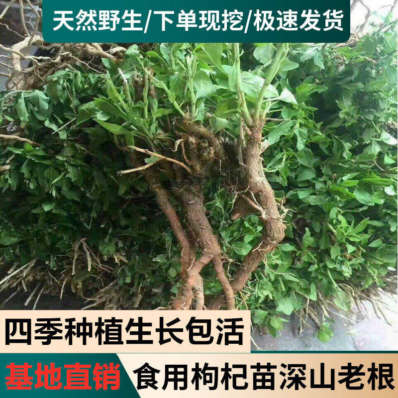 南方食用枸杞叶苗枸杞菜苗新鲜大叶枸杞根枸杞头四季蔬菜种植现挖