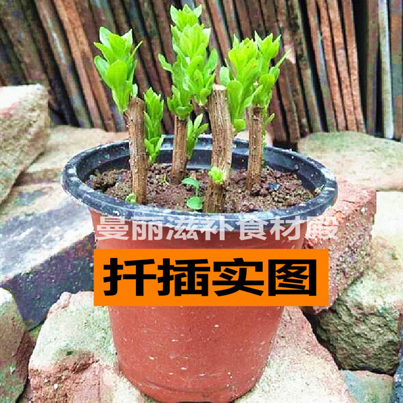 枸杞苗食用叶枸杞菜苗枸杞叶苗枝条扦插大叶菜用四季蔬菜种植包活