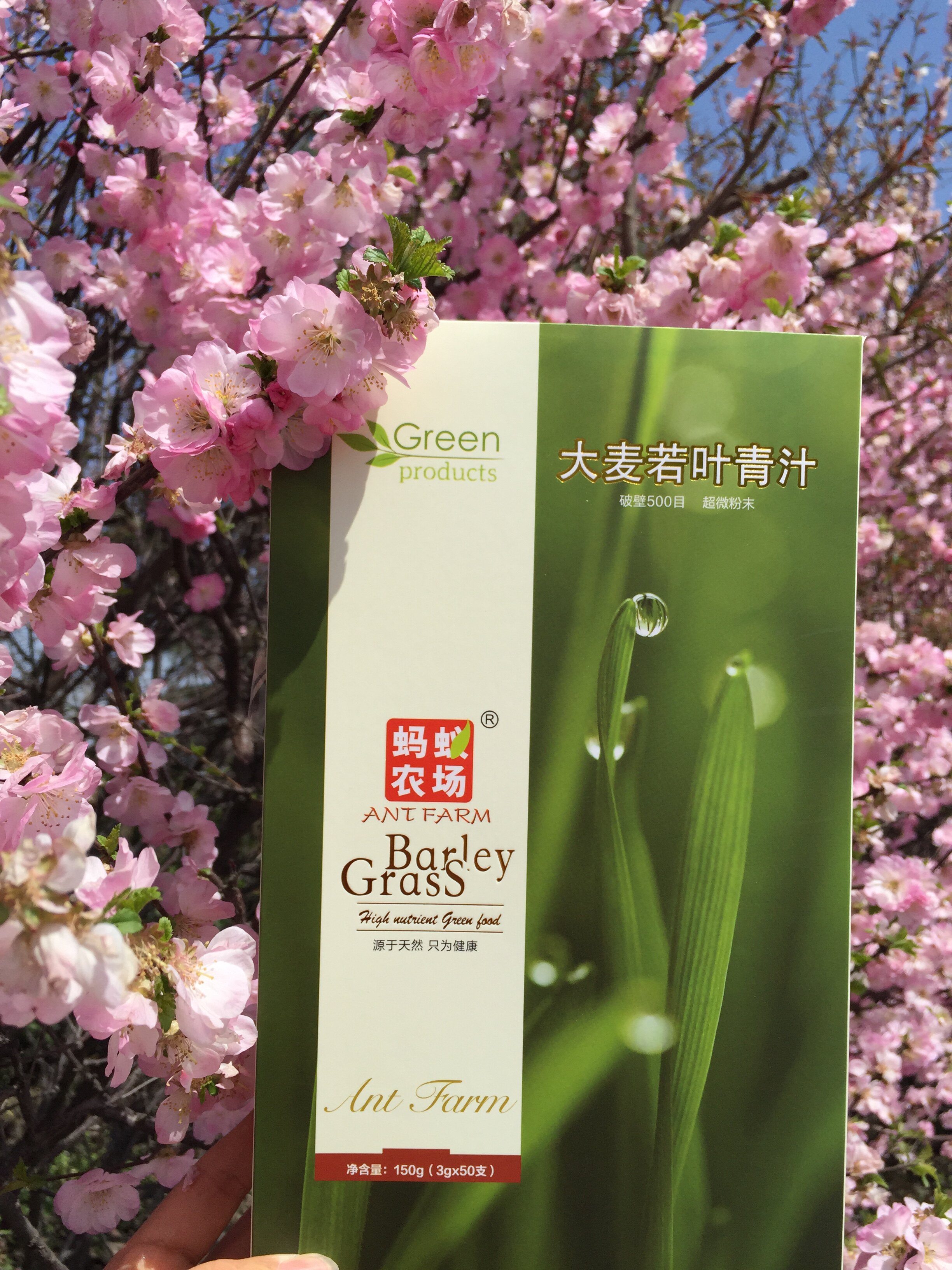 官方直营热卖蚂蚁农场大麦若叶青汁绿色小麦苗包装营养粉代餐清汁