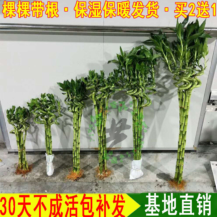 转运竹水培富贵竹办公室盆栽绿植