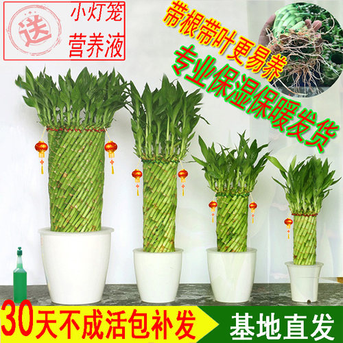 编织造型转运荷花创意盆栽富贵竹