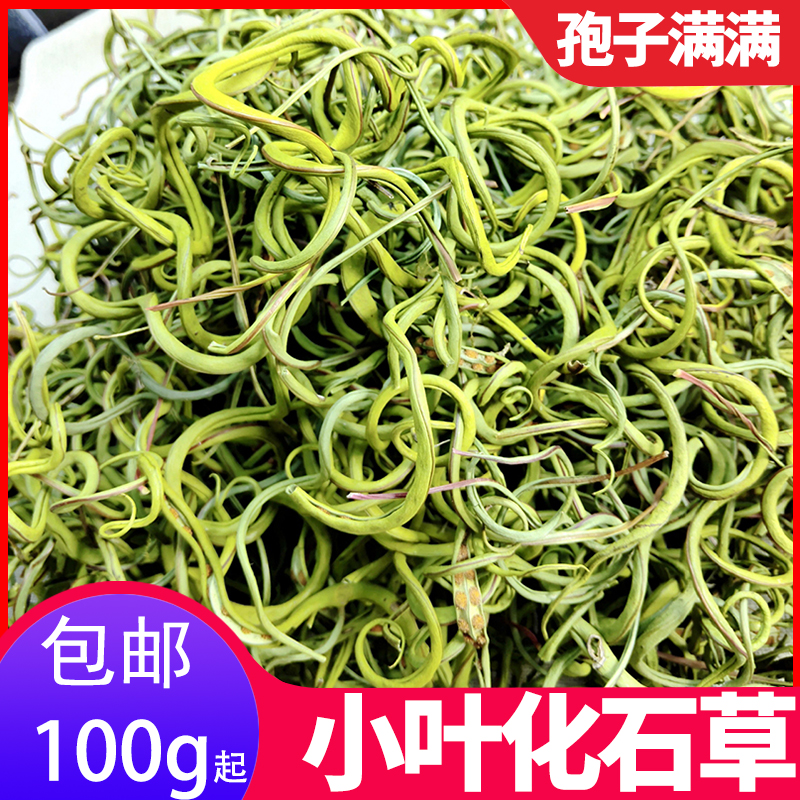 肾精茶猫须草化石草四川肾精草