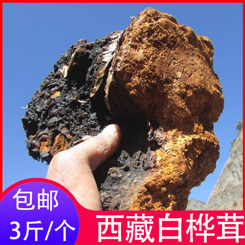 野生白桦茸桦褐孔菌桦树茸 桦树泪 树黄免费磨粉（需备注）包邮