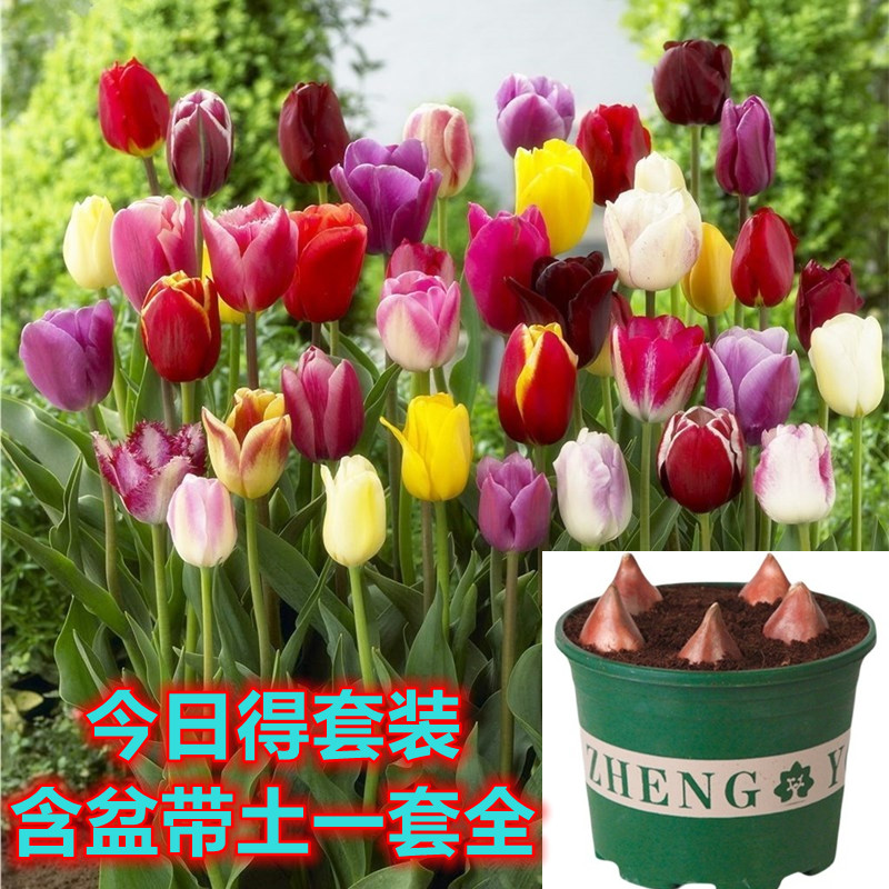 荷兰进口郁金香种球五度一代大球水培土培阳台庭院地花卉植物盆栽
