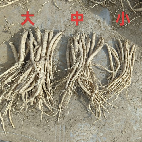 党参干货特级党参甘肃中药材正品官方旗舰店野生党参当归北黄芪