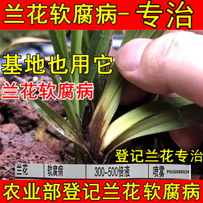 兰花软腐病专用药细菌病枯萎烂根