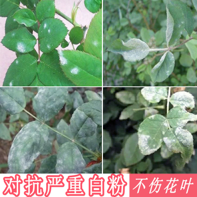 白粉病药专治专用药长寿花霜霉病