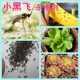 植物杀虫剂专用杀虫药灭小飞虫的药花盆土壤除小黑飞 净除虫药