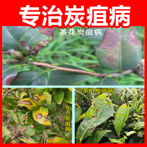 炭疽病专用药炭蛆杀菌剂桂花茶花
