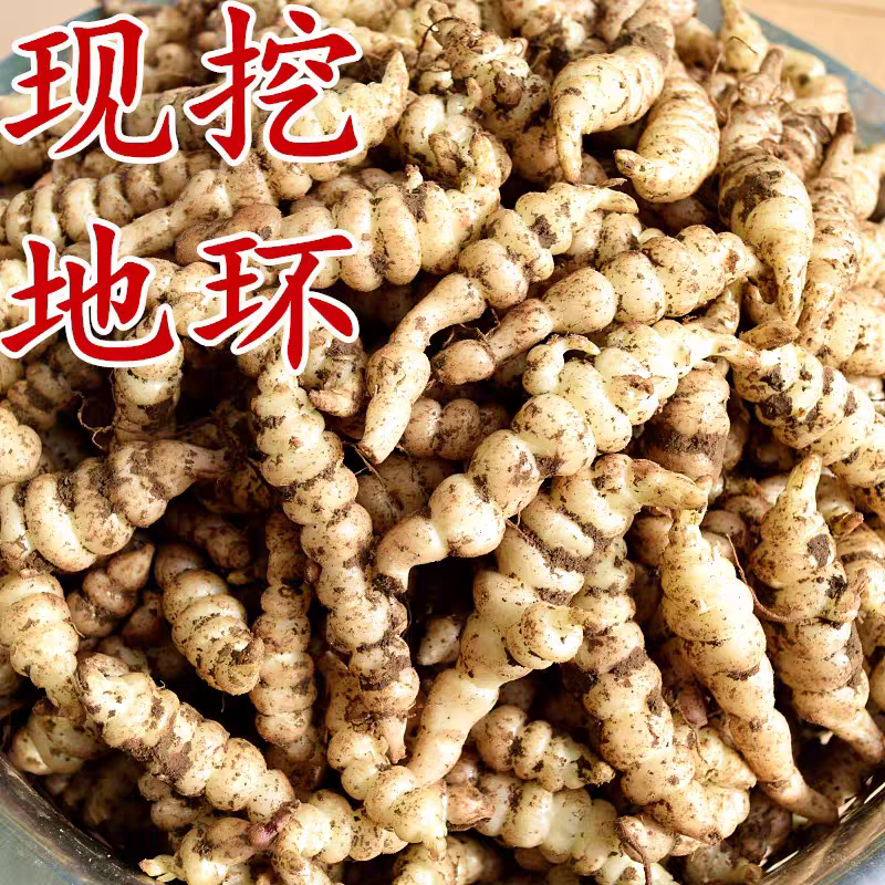 新鲜现挖螺丝菜宝塔菜地蚕种子地牯牛可种植腌制农家泡菜酱菜
