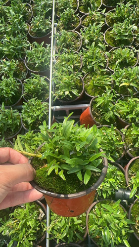 量拍米斛石斛，花期4到5月，花香