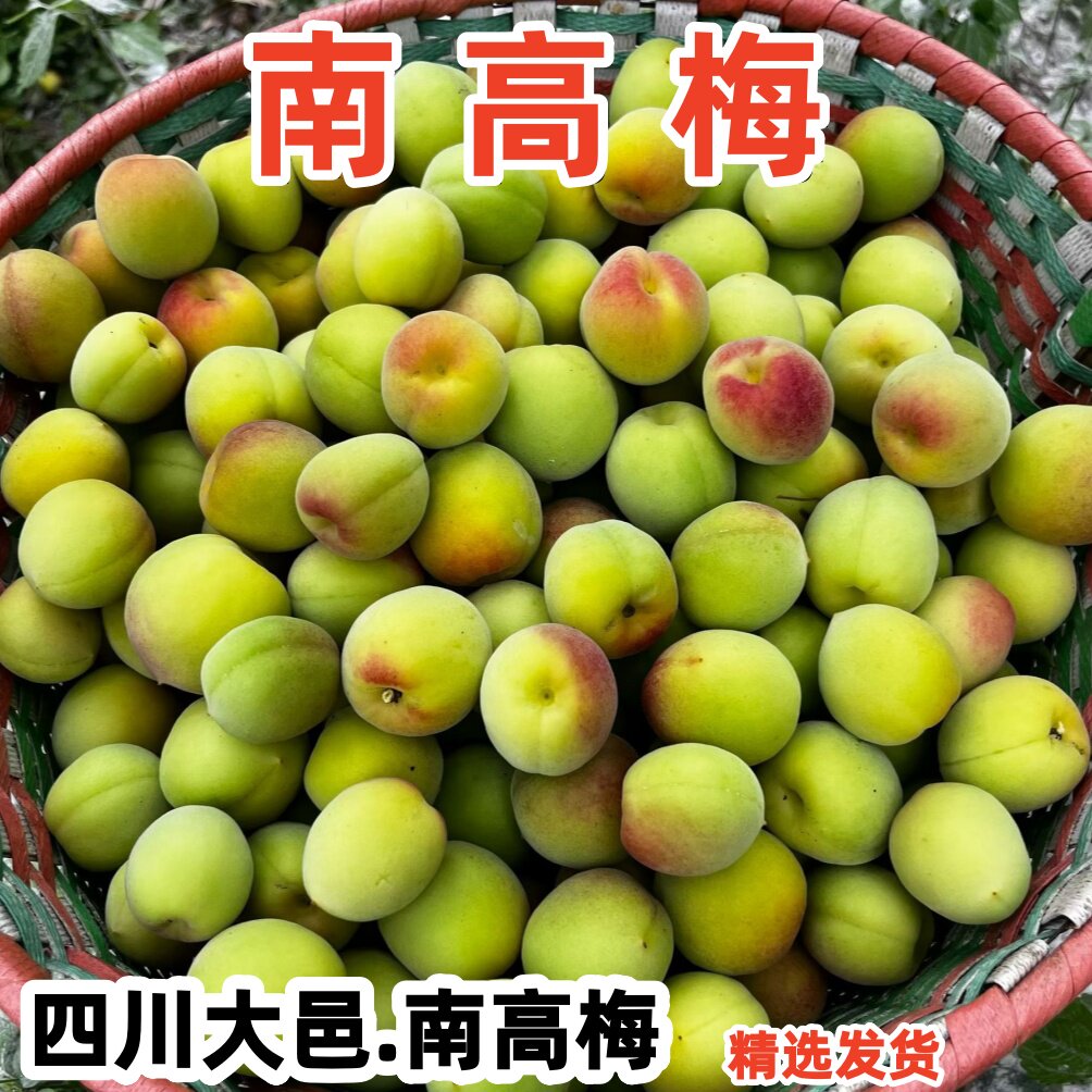 正宗四川大邑南高梅高山新鲜酵素南高胭脂梅5斤泡酒专用南高青梅