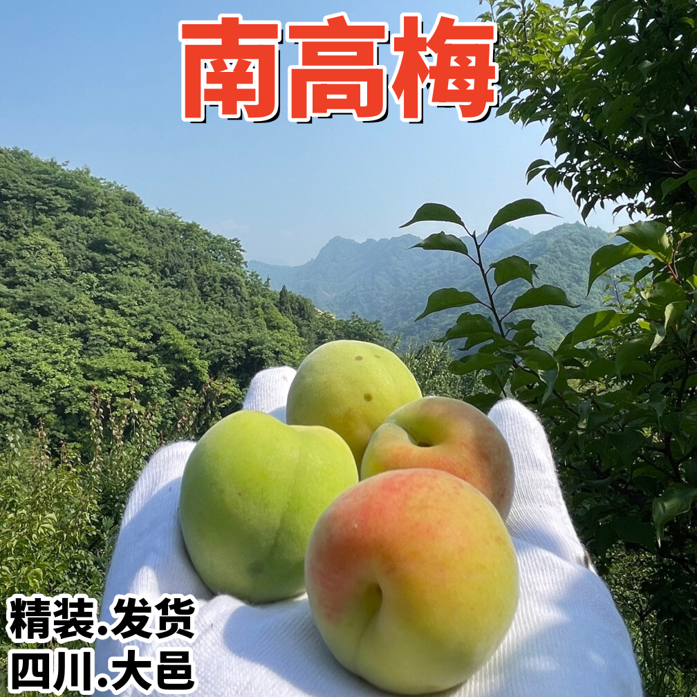 南高梅 正宗四川大邑高山新鲜泡酒酵素南高酸梅子五斤南高青梅果