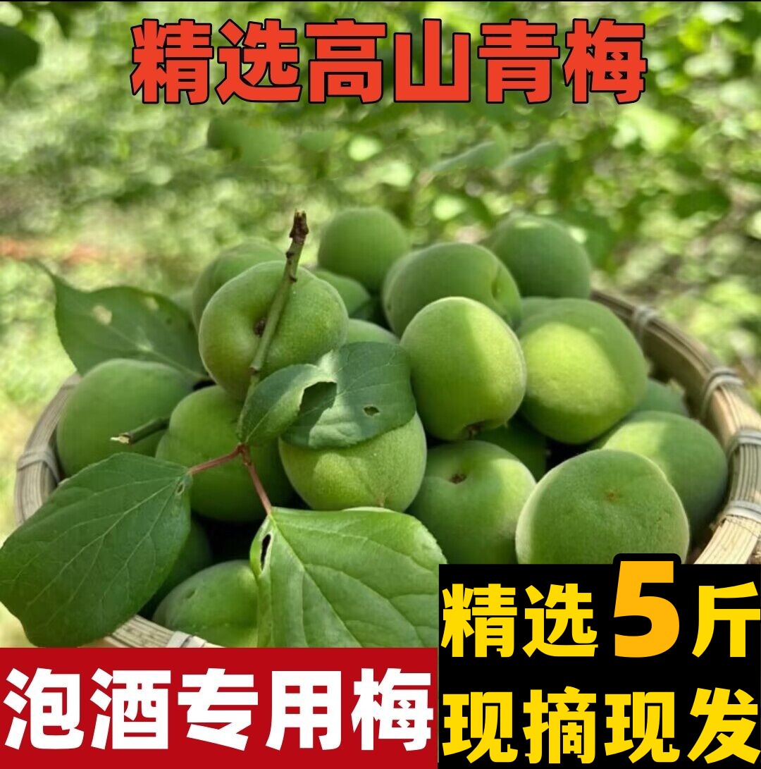 新鲜青梅果5斤现摘现发