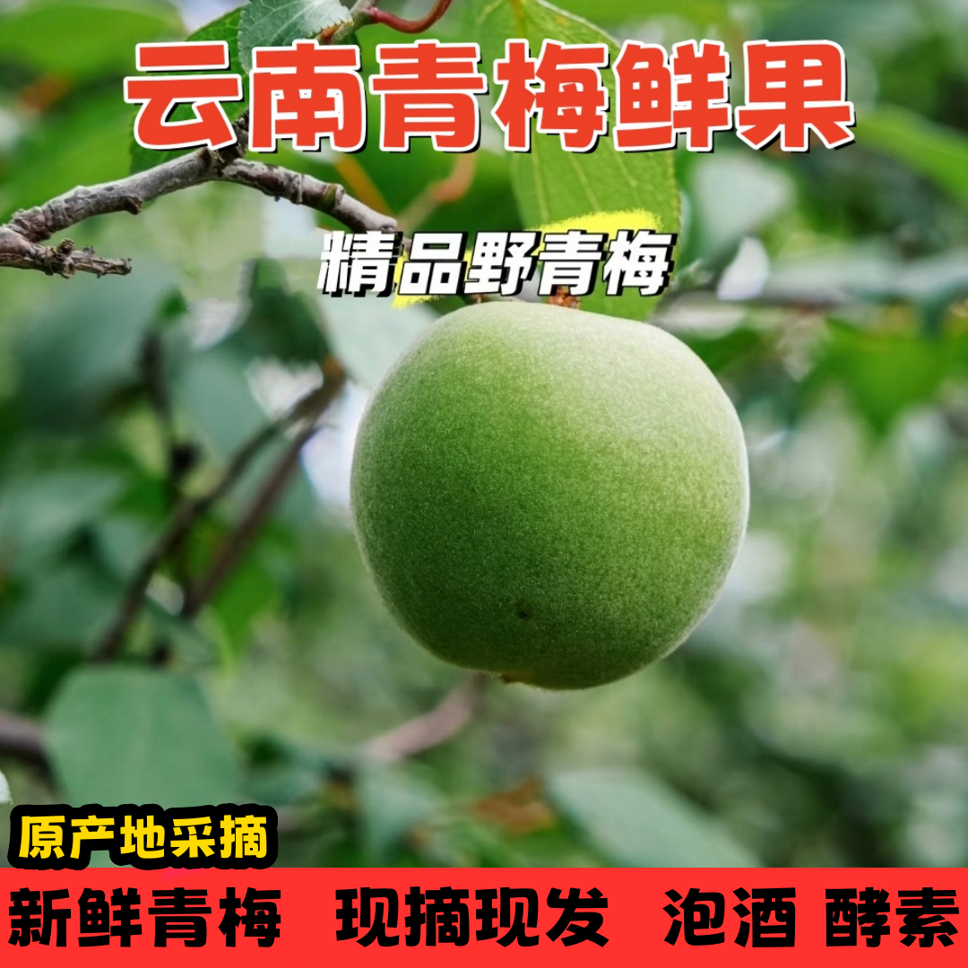 青梅鲜果 现摘云南青梅野生5斤酵素泡酒孕妇酸梅子大果高山青梅