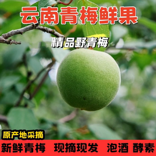 青梅鲜果 现摘云南青梅野生5斤酵素泡酒孕妇酸梅子大果高山青梅