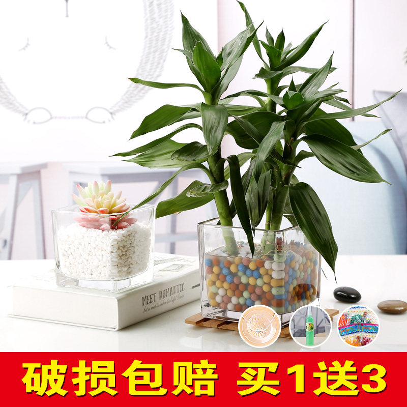 簡約水培植物玻璃花瓶方形方缸辦公室透明綠蘿富貴竹銅錢草花盆在類目 家居飾品, 花瓶/花器/仿真花/仿真飾品, 花器/花瓶, 花瓶中 - 來自Buy2taobao.com提供專業的淘寶代購服務