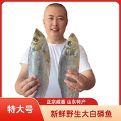 正宗山东特产咸白磷鱼新鲜咸鳓鱼霉力鱼咸鱼鳓鲞鱼1 5斤开海新货