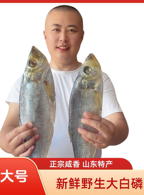 山东特产咸白磷鱼新鲜咸鳓鱼