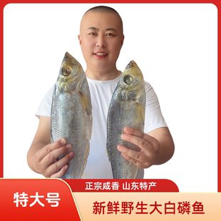 正宗山东特产咸白磷鱼新鲜咸鳓鱼霉力鱼咸鱼鳓鲞鱼1-5斤开海新货