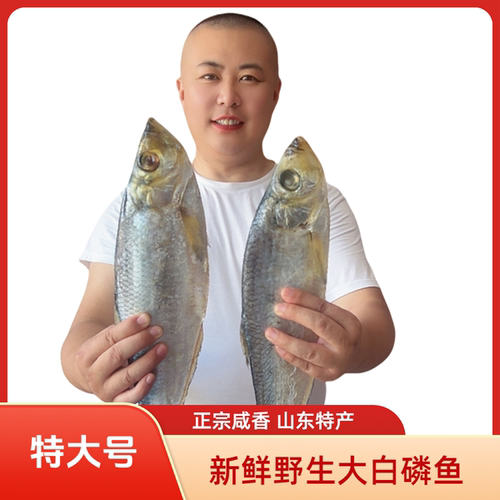 山东特产咸白磷鱼新鲜咸鳓鱼