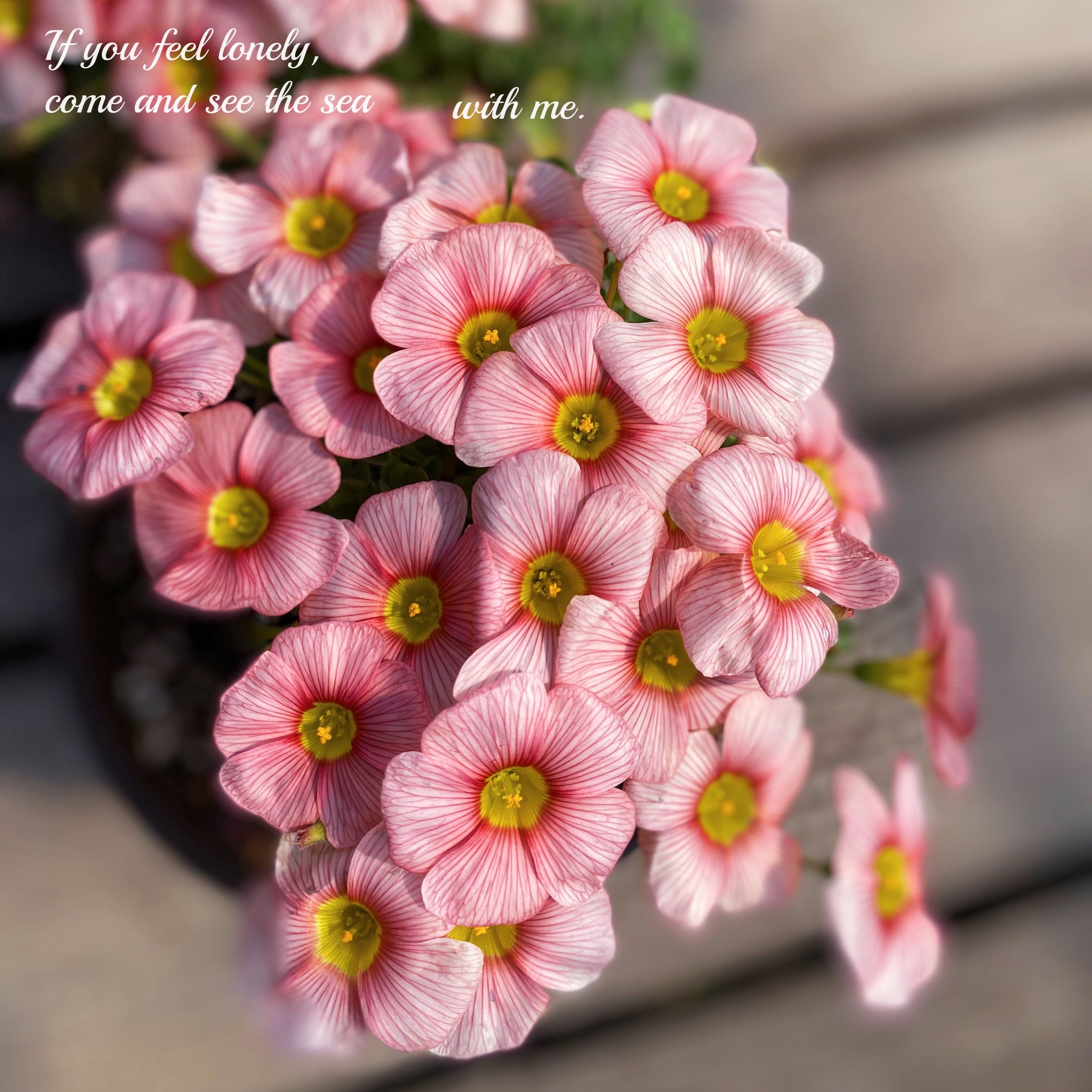 酢浆草ob经典品种 羞红 oxalis obtusa blush球根酢浆草花卉