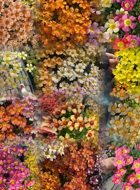 酢浆草（ob晚花系列合集三）多年生秋植酢浆草植物 5月发货