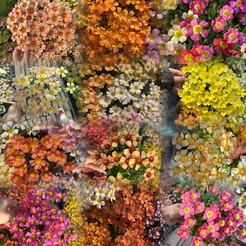 酢浆草（ob晚花系列合集三）多年生秋植酢浆草植物 5月发货