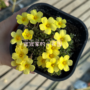 Oxalis obtusa 酢浆草晚花安娜 秋植酢浆草球根5月发货