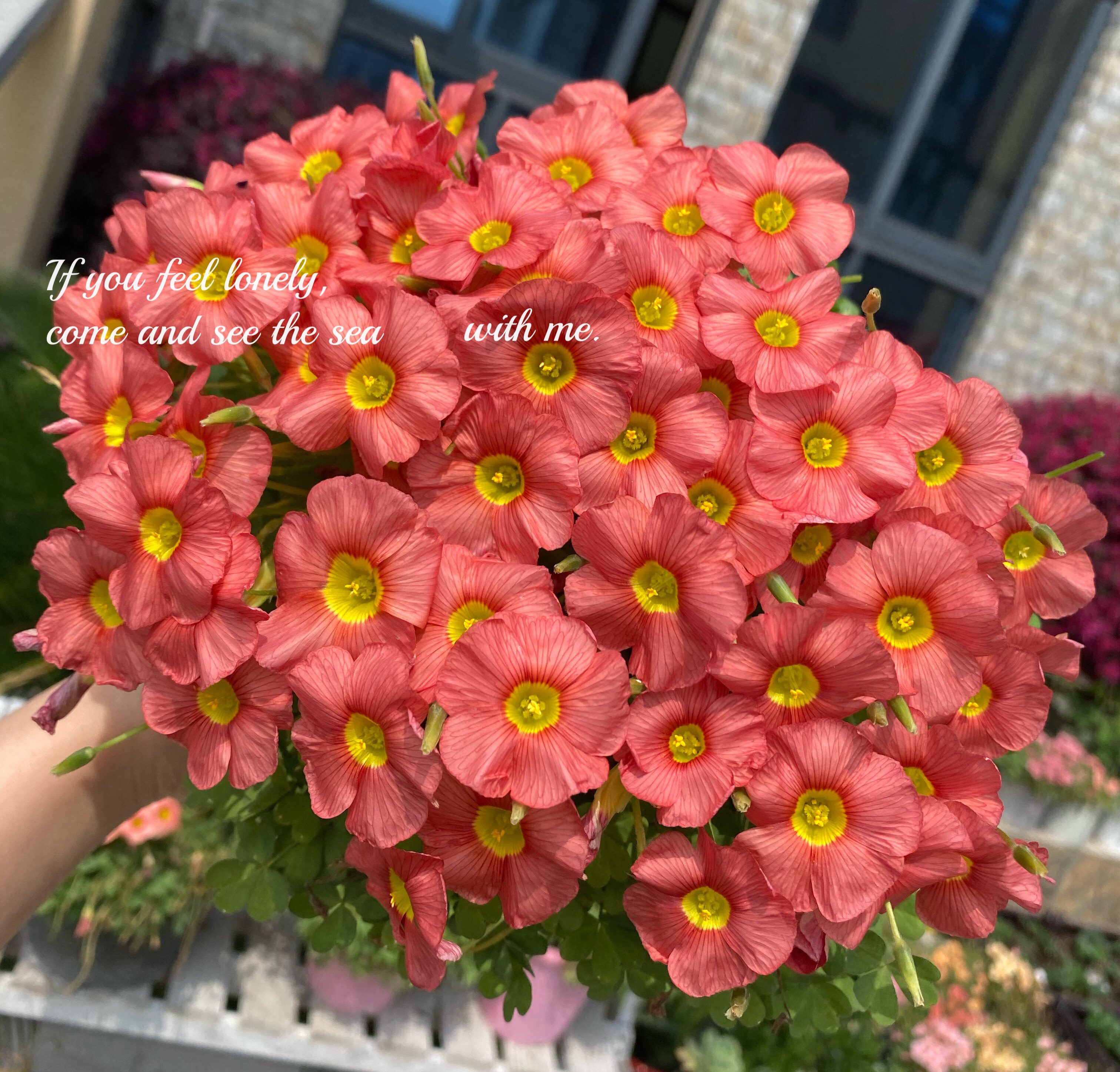 酢浆草谷神星 oxalis obtusa ceres salmon 秋植花卉球根