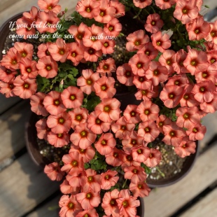 现货 秋植酢浆草ob系列春之魅橙春之魅橘爆花品种 多年生球根植物