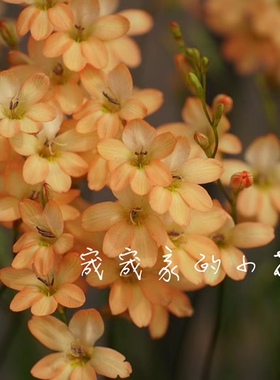 橙色小花鸢尾兰Tritonia parvula 多年生鸢尾科球根花卉植物