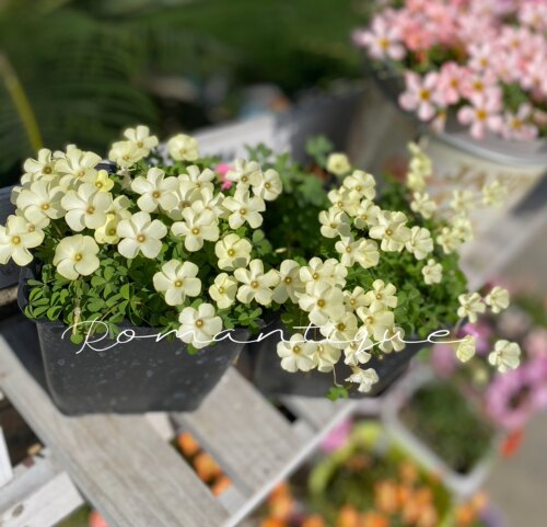 5月发货 秋植球根酢浆草酢浆草早花 奶白蝴蝶叶 球根
