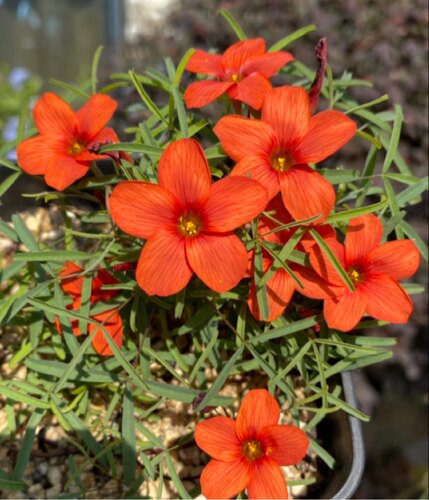 酢浆草早花品种 Oxalis Blood 血红 淘宝红 秋植酢浆草种球