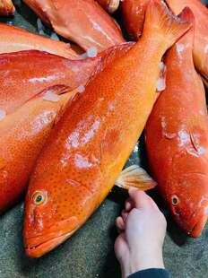 东星斑鲜活速冻海鲜水产特大红石斑鱼超大冰鲜海鱼新鲜可口美味