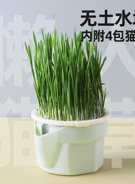 grass for cat snack cat Catgrass seed potted plant猫草小麦草