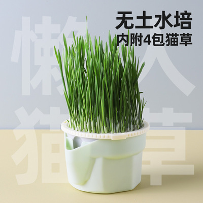 grass for cat snack cat Catgrass seed potted plant猫草小麦草