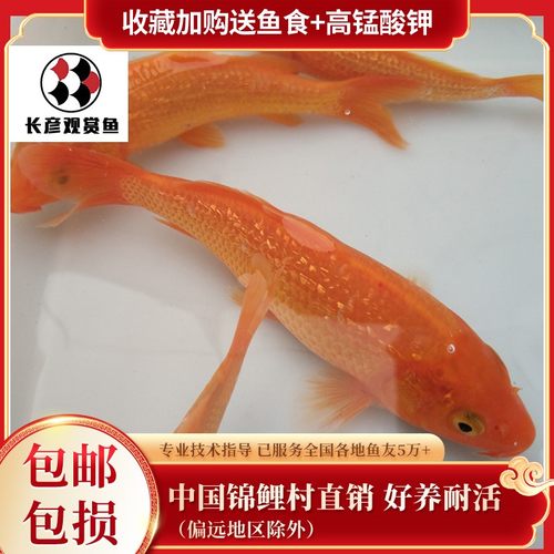 长彦锦鲤火鲤红鲤鱼闪鳞红色锦鲤活鱼好养耐活鱼苗金鱼纯红观赏鱼 - 封面