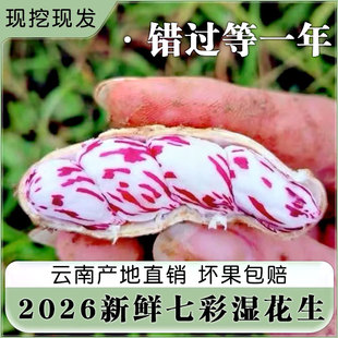 2026新鲜七彩花生现挖现发带泥新鲜水果湿花生云南特产彩色花生
