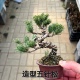 五针松小盆景微型盆栽造型老桩迷你桌面室内观叶绿植耐寒耐旱松树