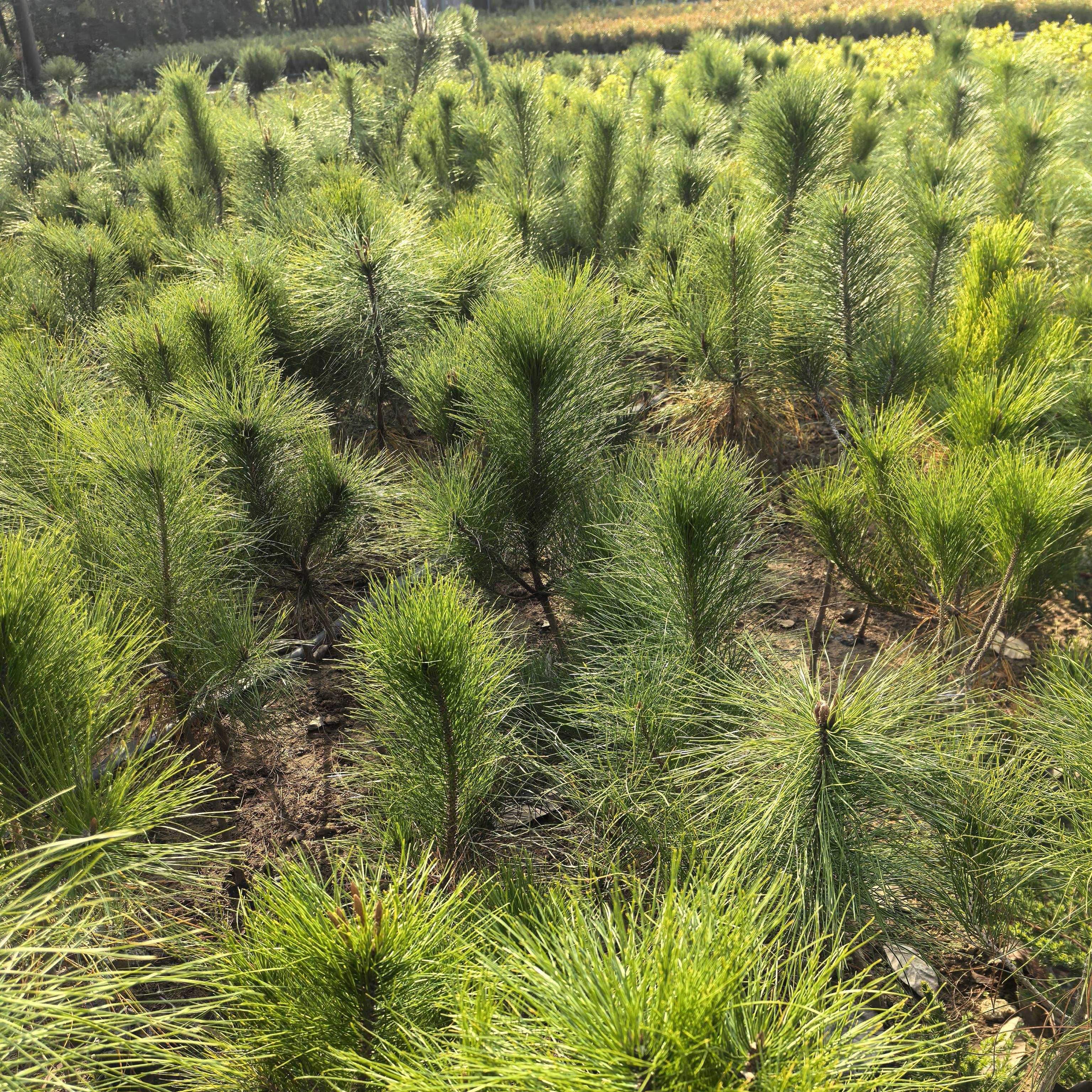 黄山松树苗培育三年苗童子功黄山松盆景苗杯苗 带土球发货可批发