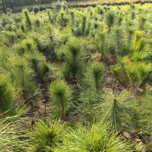 黄山松树苗培育三年苗童子功黄山松盆景苗杯苗 带土球发货可批发
